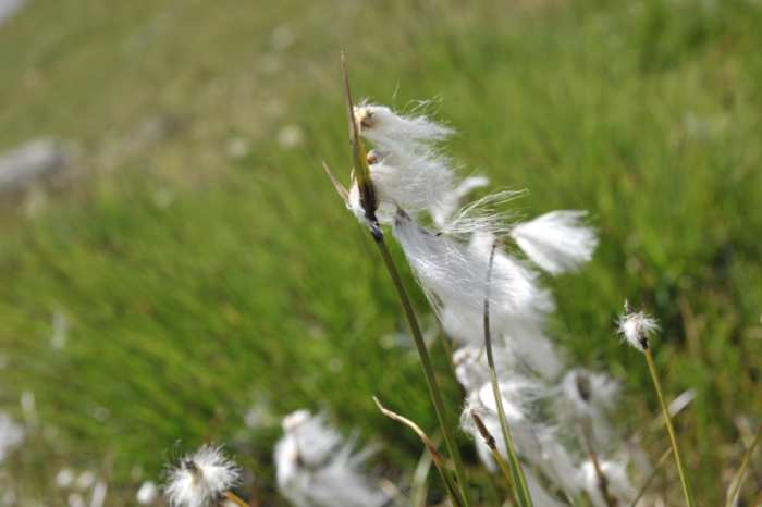 Eriophorum angustifolium @Federica Gironi