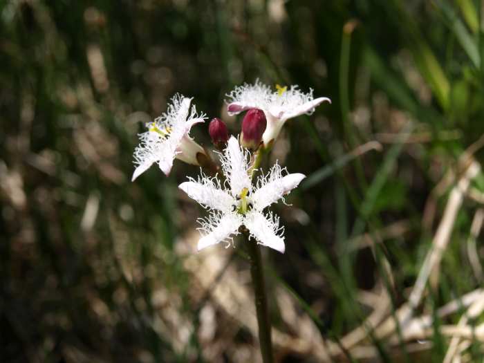 Menyanthes trifoliata