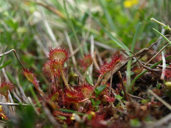 @Federica Gironi - Drosera rotundifolia