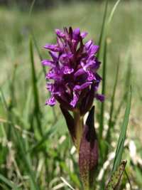 Dactylorhiza majalis @Federica Gironi