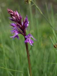 Dactylorhiza majalis @Federica Gironi