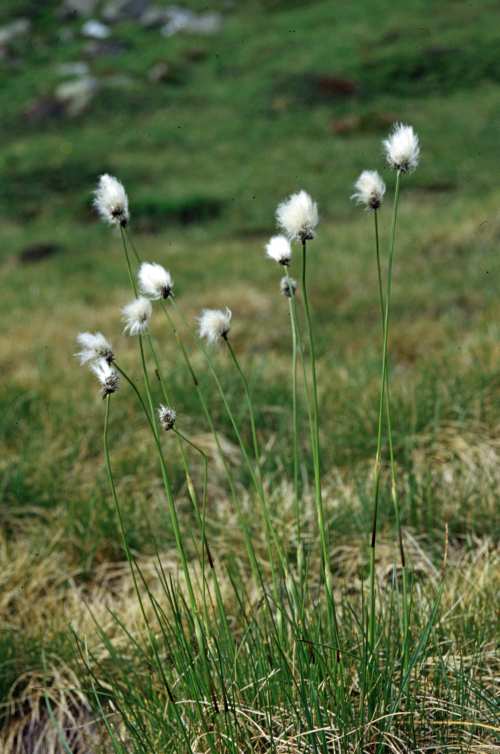 @Federica Gironi - Eriophorum vaginatum