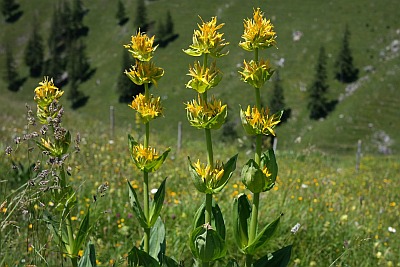 Gentiana