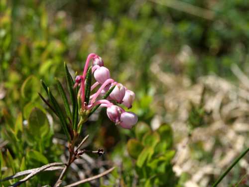 @Federica Gironi - Andromeda polifolia