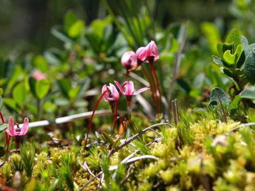 @Federica Gironi - Vaccinium Microcarpus