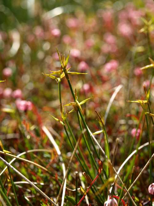 @Federica Gironi - Carex pauciflora