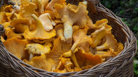 funghi