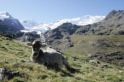 pascolo alta Valtellina