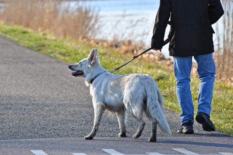 cane al guinzaglio