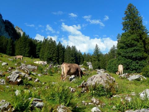 mucche al pascolo