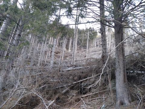 Immagine foreste