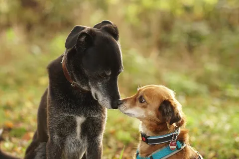 cani