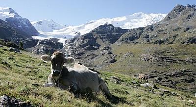 consequatur cumque et